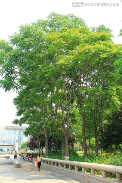香椿树