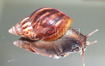 唯美蜗牛