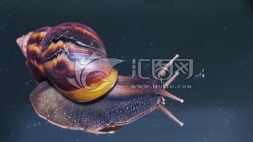 大蜗牛
