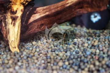 水族 观赏虾 黑壳虾