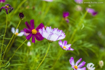 格桑花