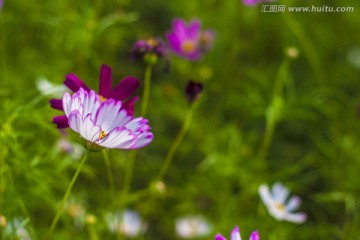 格桑花