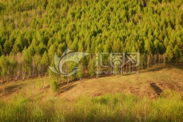 山坡上的小树林