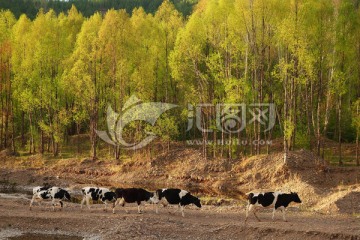 树林和牧归的牛群