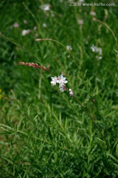 小百花 花草