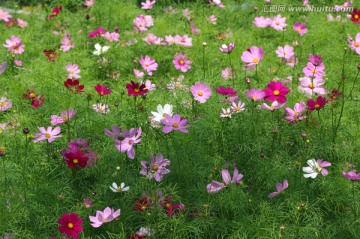 花草 花丛 花海 小花