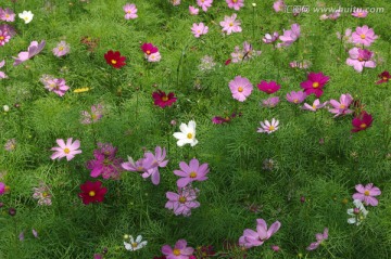 花海 花丛