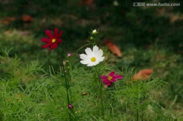 小花 花朵 格桑花