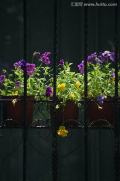 花卉 花房 盆花 园艺