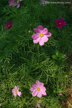 小花 花草 花丛 花园