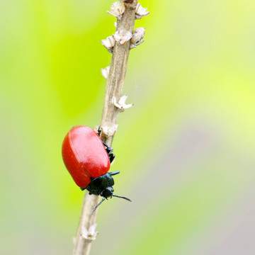 昆虫