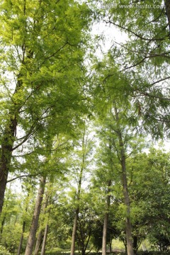 树林 绿色 松林
