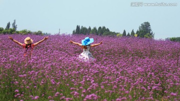 马鞭草 女人