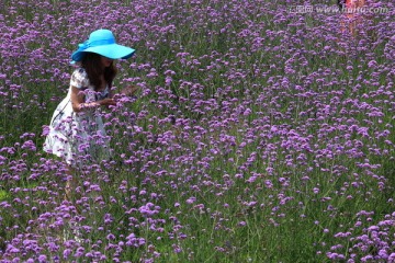 马鞭草 女人