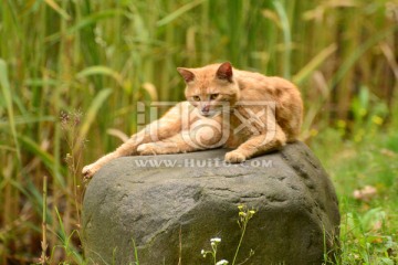 霸气的野猫