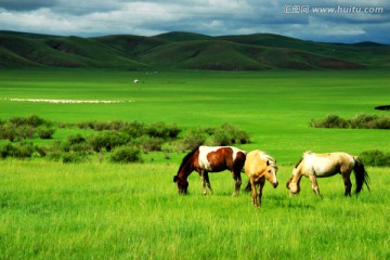 草原上吃草原马群