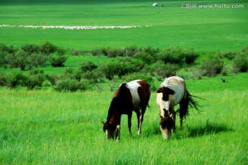 夏季草原上两匹马