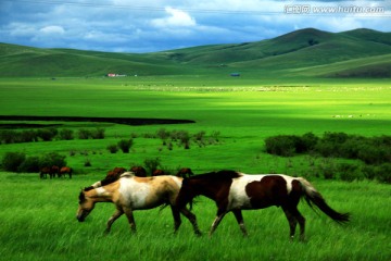 草原牧场上的骏马