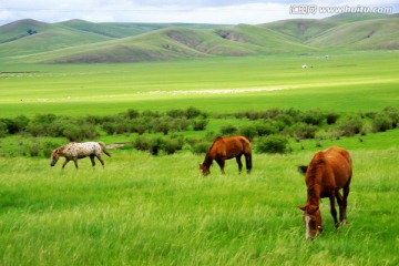 夏季草原上吃草的马