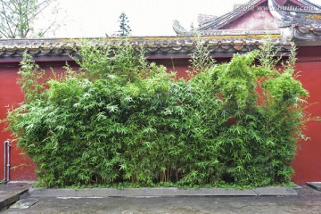 寺院竹林