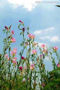 花草 春花