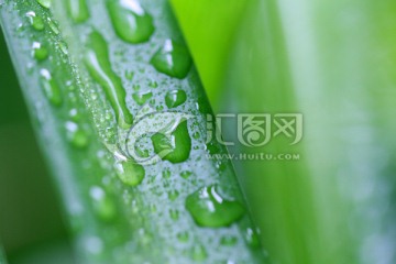 叶子上的露水