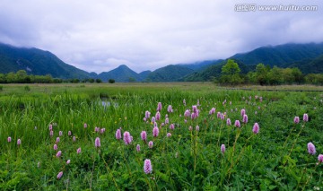 大九湖 圆穗蓼