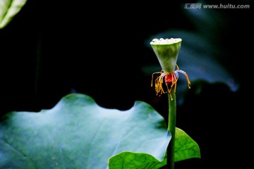 荷花