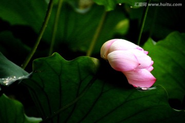 荷花