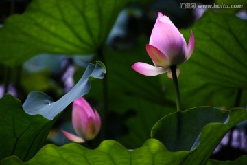 荷花