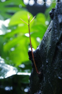 新芽