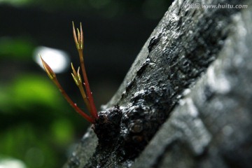 新芽