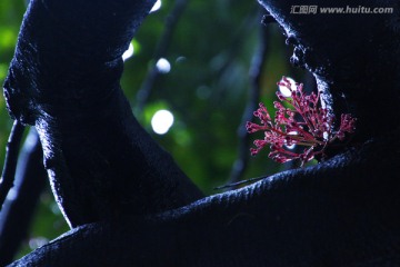 阳桃花