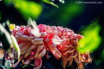 大菊花
