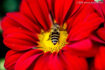 蜜蜂 红色菊花