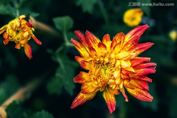 黄红菊花