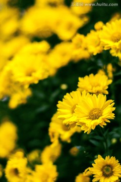 黄色小菊花