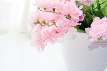 唯美粉色瓶装兰花