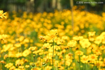 金黄色剑叶金鸡菊