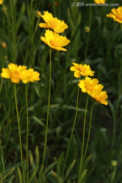 剑叶金鸡菊