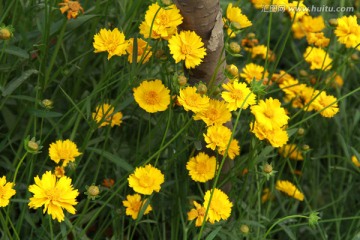 金黄色的小花
