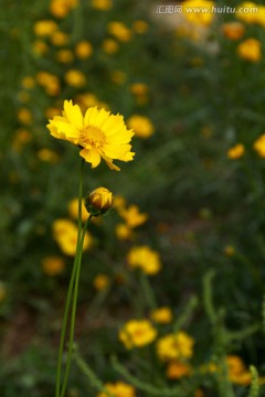 剑叶金鸡菊