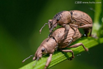甲壳虫