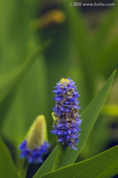 紫色梭鱼草