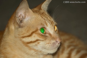 绿色猫瞳