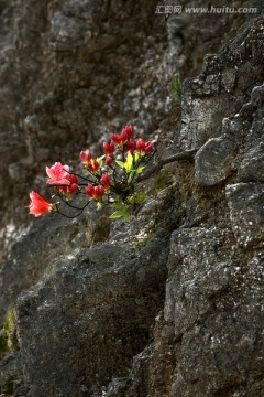 石崖上的杜鹃花