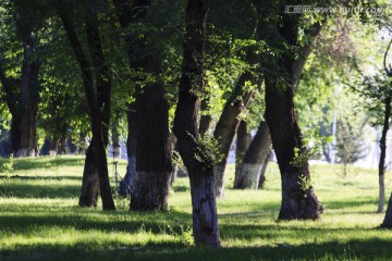 榆树林