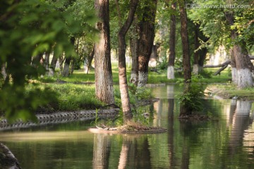 绿树林