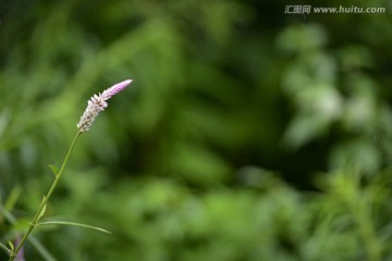 花卉壁纸