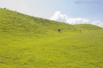 草地